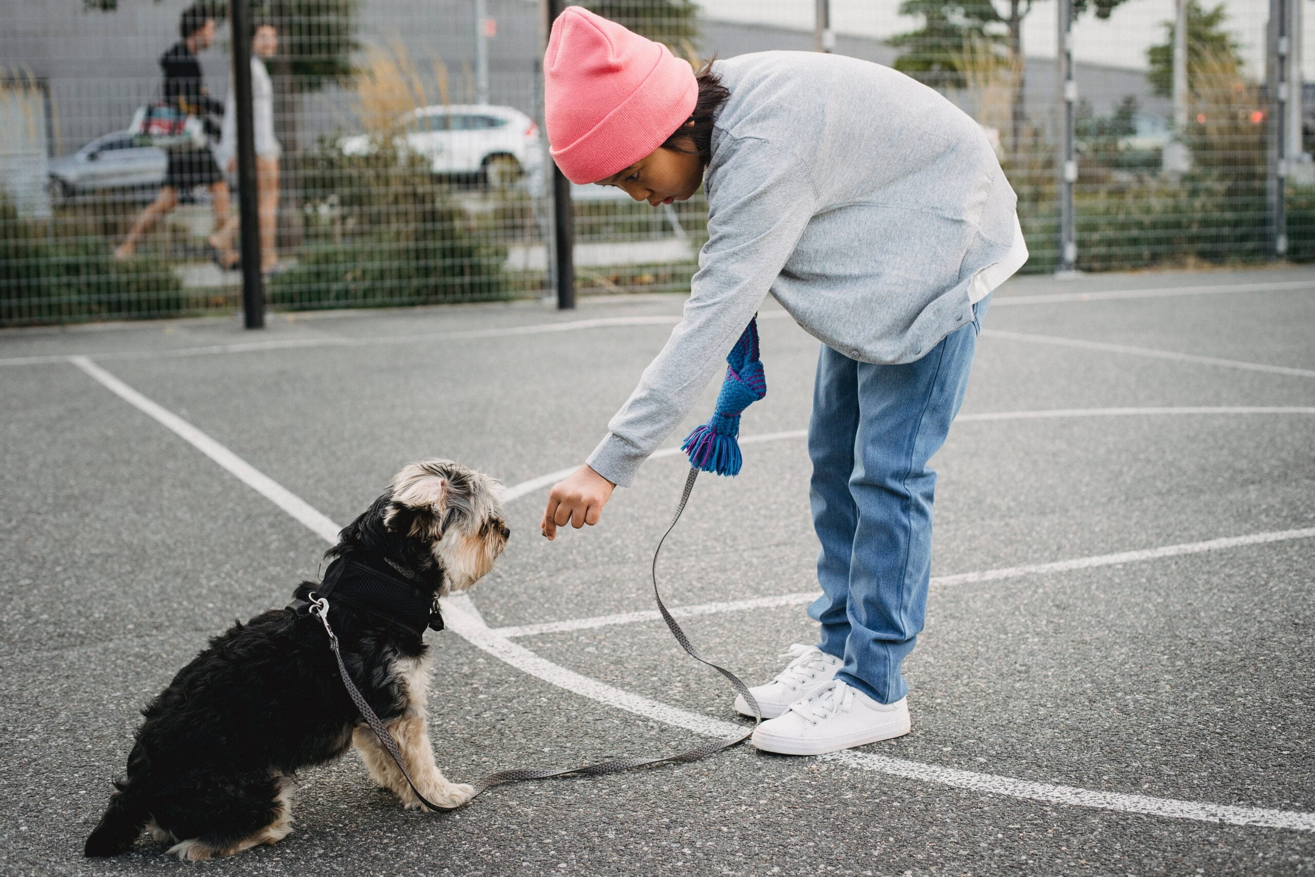 5 Small Dog Breeds that Don't Shed or Bark